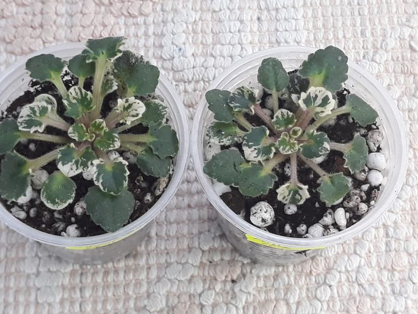 29 nov - Bridal Lady