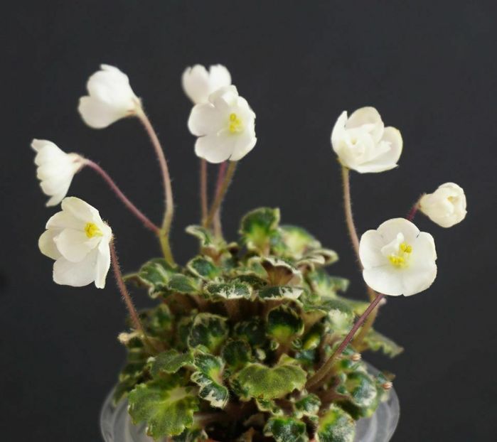 Bridal Lady - Bridal Lady