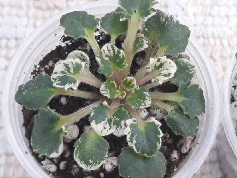 29 nov - Bridal Lady