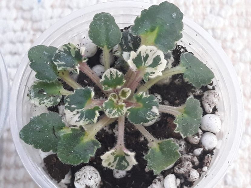 29 nov - Bridal Lady