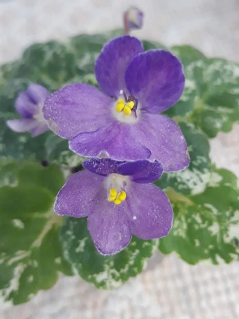 10 nov - Rob s Jee Jim