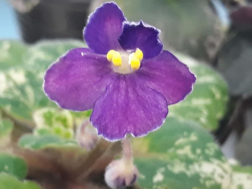 26 oct - Rob s Jee Jim