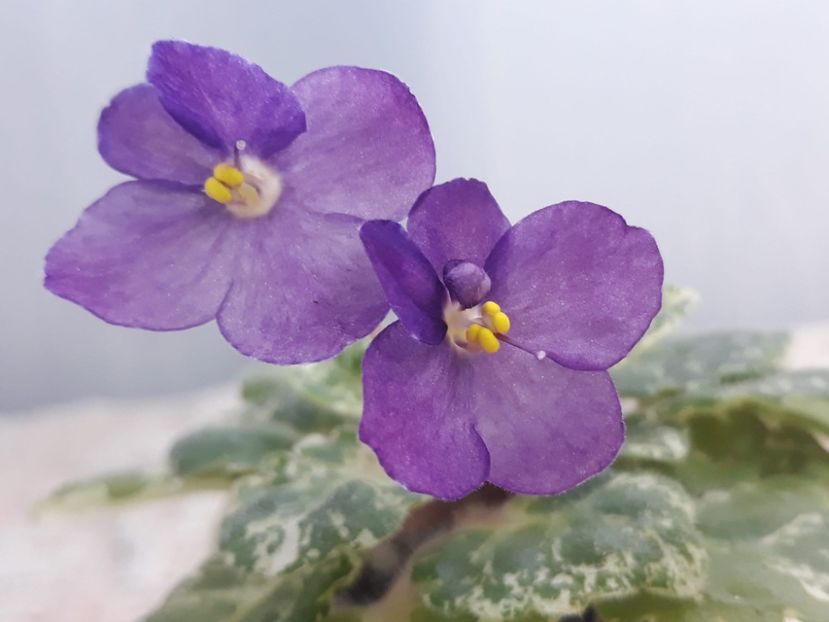 29 nov - Rob s Jee Jim