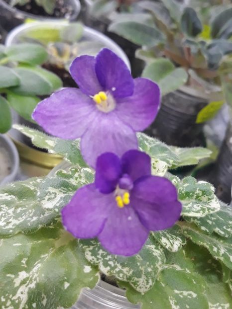 29 nov - Rob s Jee Jim