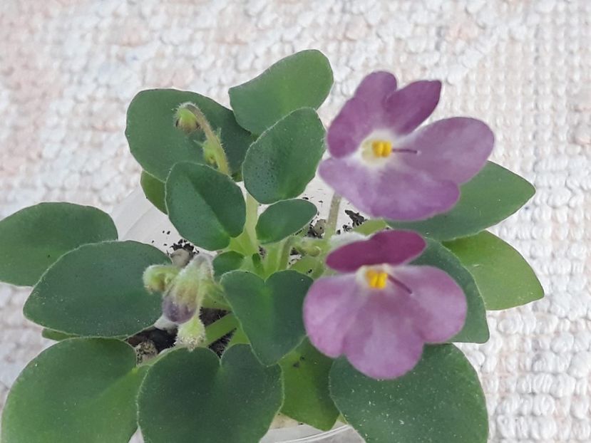 10 nov - AV Chizhik Pyzhik