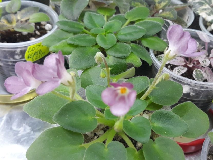 29 nov - AV Chizhik Pyzhik