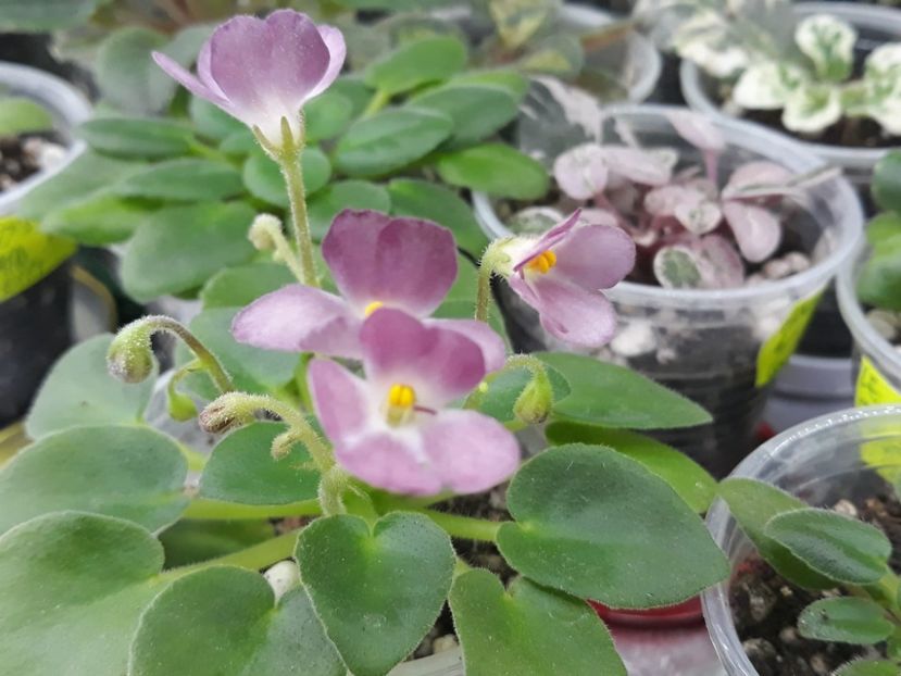 29 nov - AV Chizhik Pyzhik