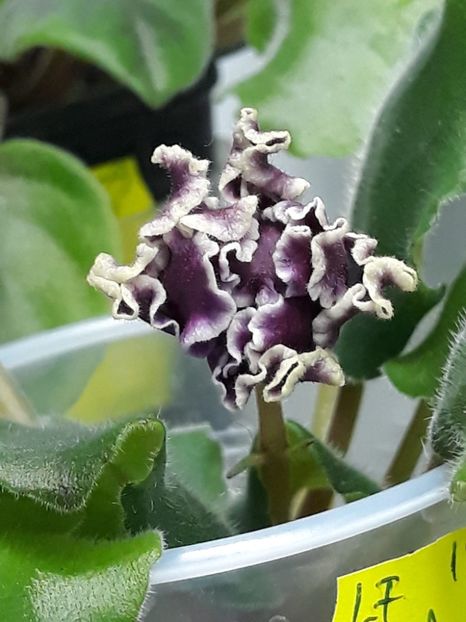 2 nov - LF Feya Ognya