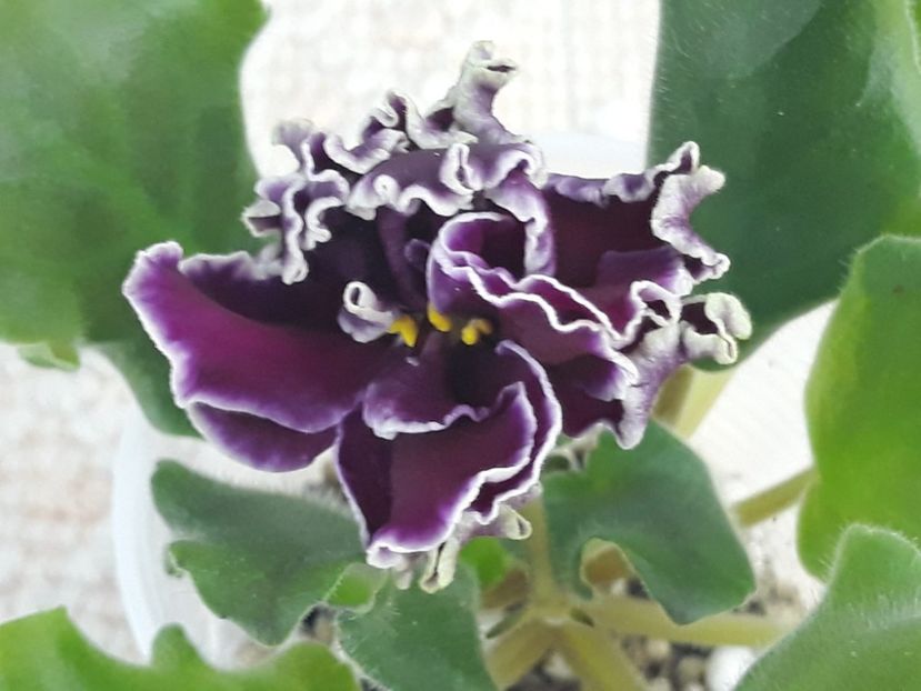 10 nov - LF Feya Ognya