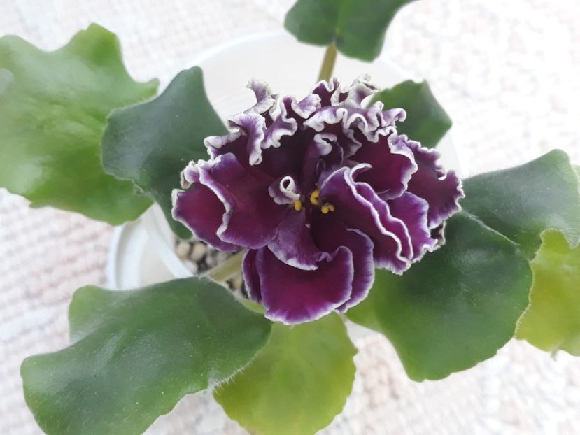 18 nov - LF Feya Ognya