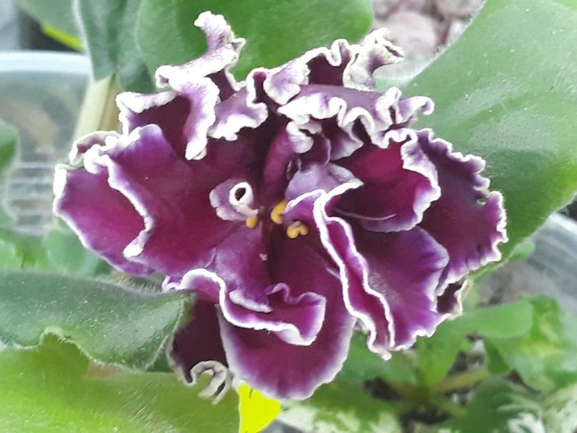 18 nov - LF Feya Ognya