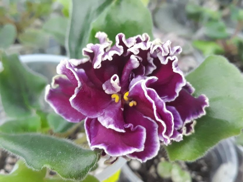 18 nov - LF Feya Ognya