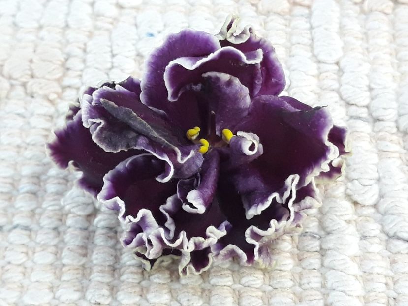 19 nov - LF Feya Ognya