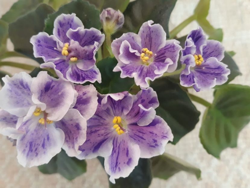 10 nov - AE It s Raining