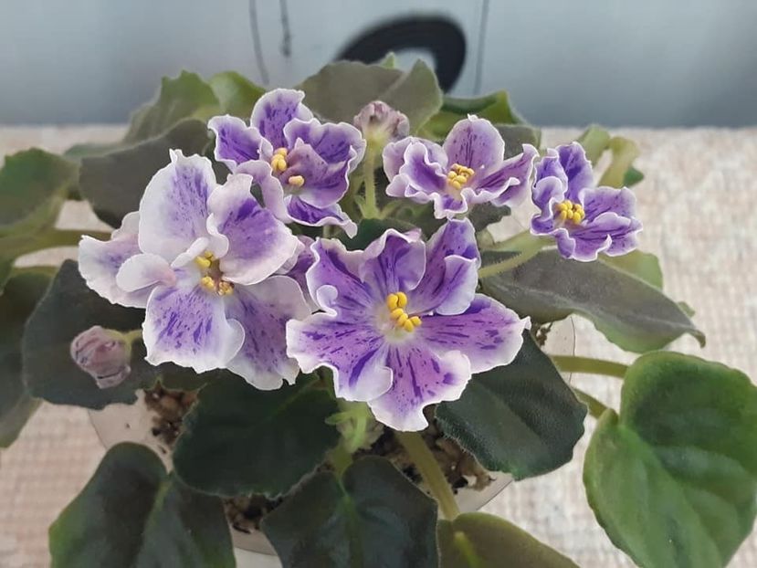 10 nov - AE It s Raining