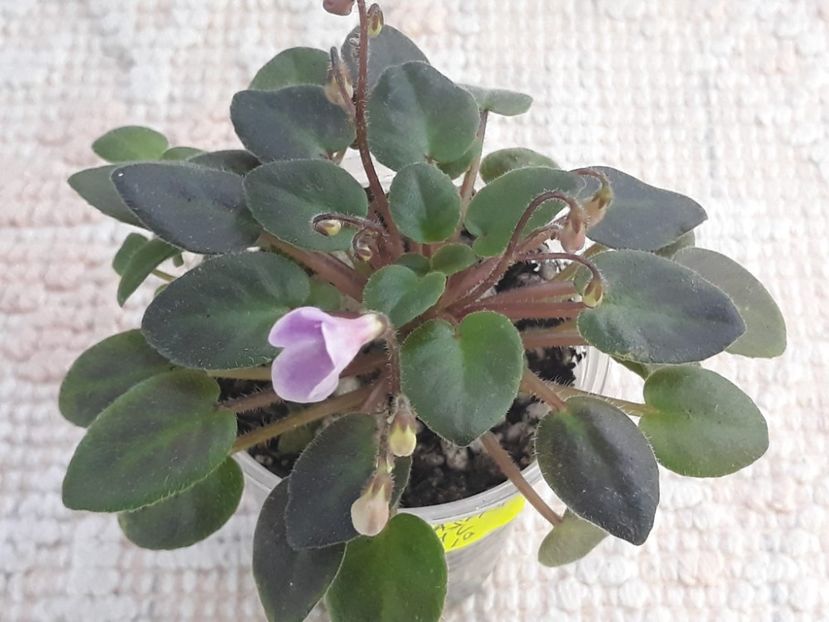 29 nov - Flashy Trail