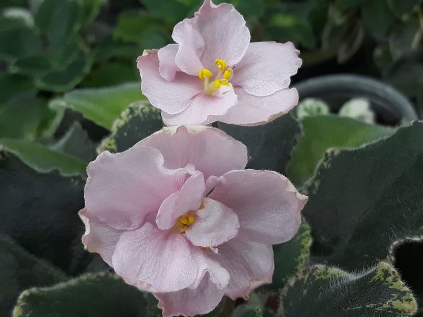 29 nov - Ian Primadonna