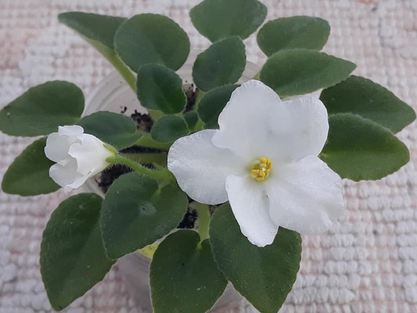 26 oct - ZZ N Margarita