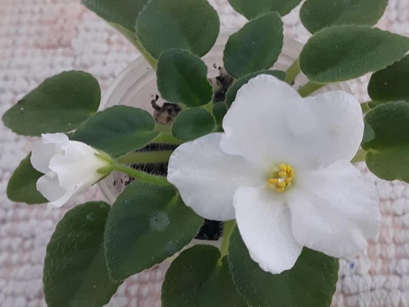 26 oct - ZZ N Margarita