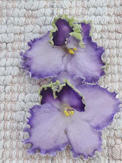 26 oct - LE Galateya