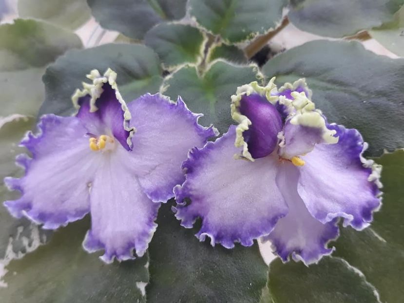 26 oct - LE Galateya