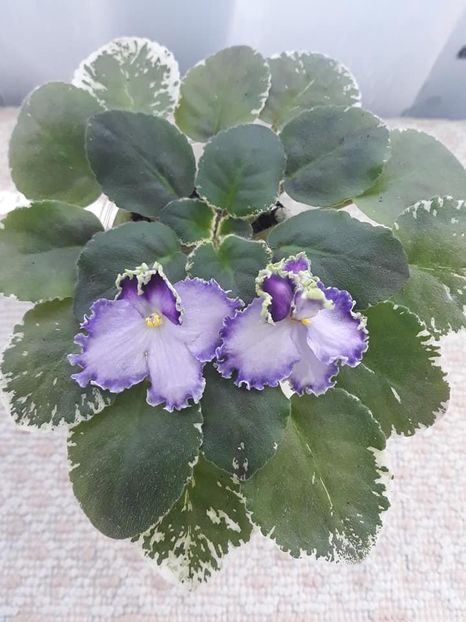 26 oct - LE Galateya