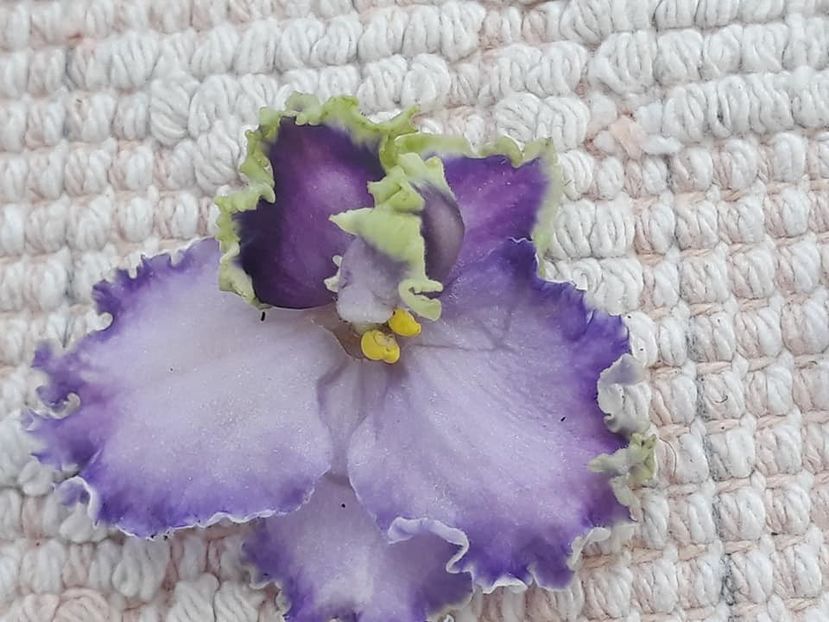 26 oct - LE Galateya