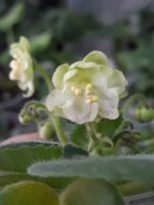 18 oct - N Selioniy Tchay