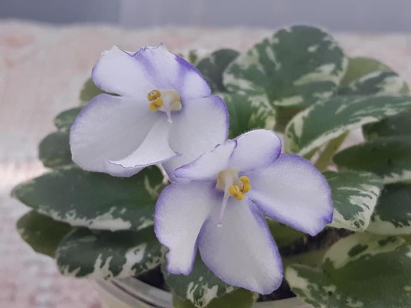 26 oct - N Gorniy Vosduh