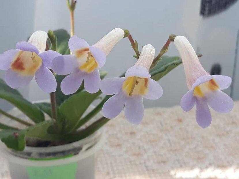 26 oct - Primulina Nimbus