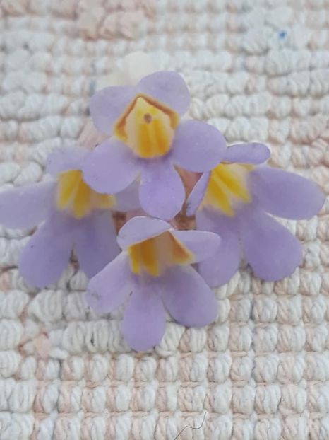 26 oct - Primulina Nimbus