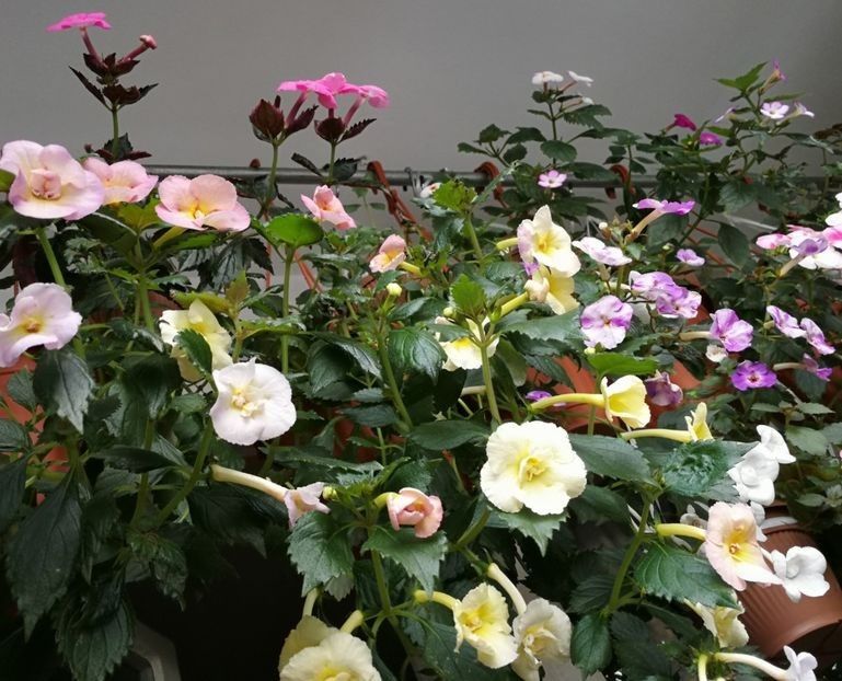  - 0 Rizomi achimenes Decembrie 2025