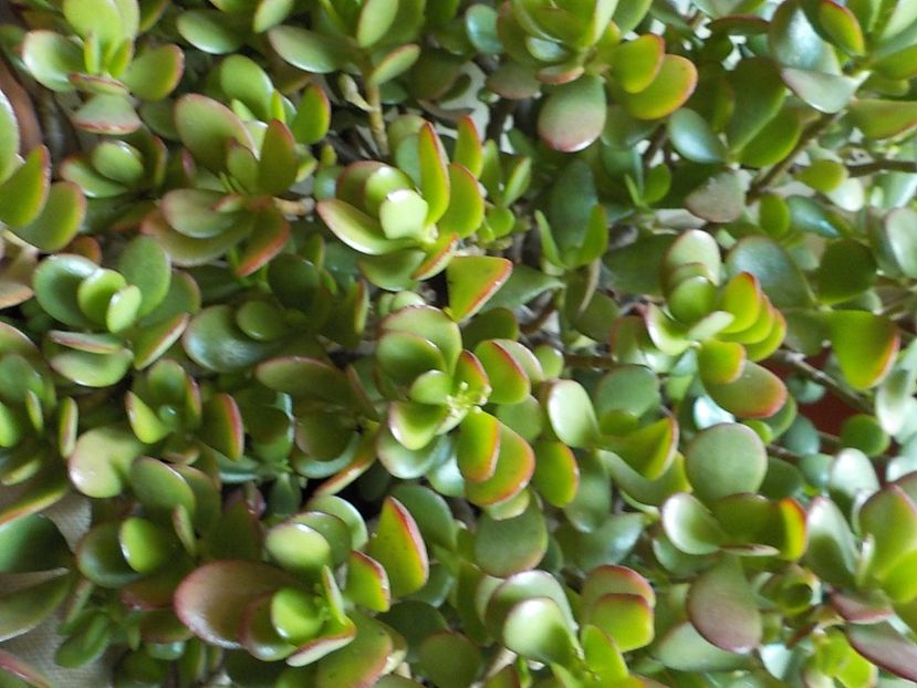  - crassula ovata