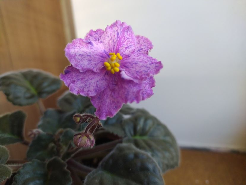 30 noiembrie 2021 - ZZZ_Mellow Magic