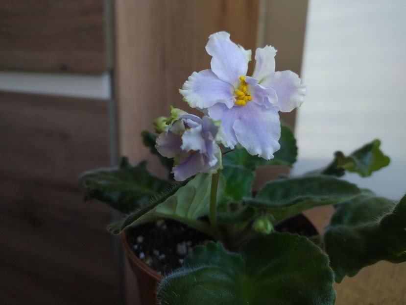 30 noiembrie 2021 - Irish laughter