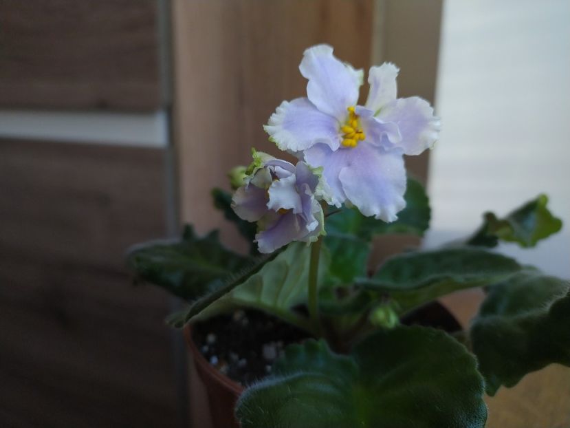 30 noiembrie 2021 - Irish laughter