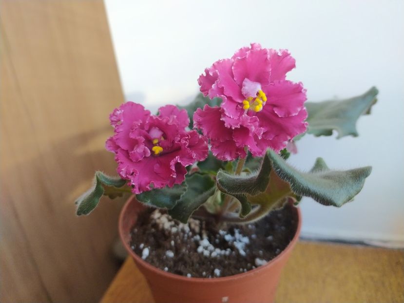 30 noiembrie 2021 - LE Whipped Cream Sp