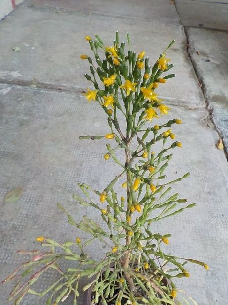  - salicornioides