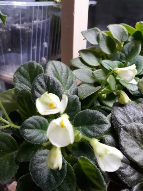  - 1 1 Violete Africane de Colecție