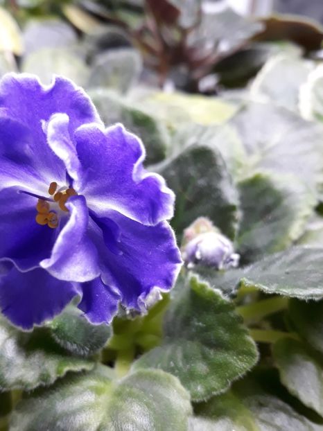  - 1 1 Violete Africane de Colecție