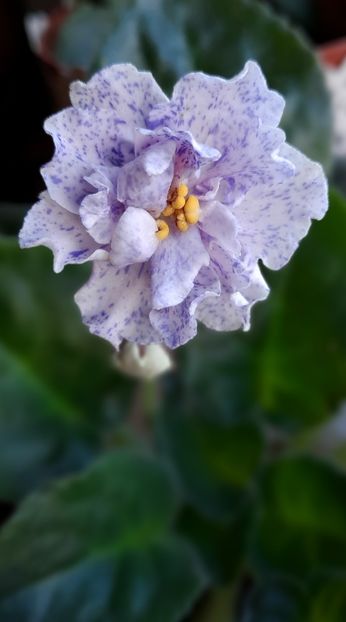 Mămica ❤️ - RS-Morskaja Princessa