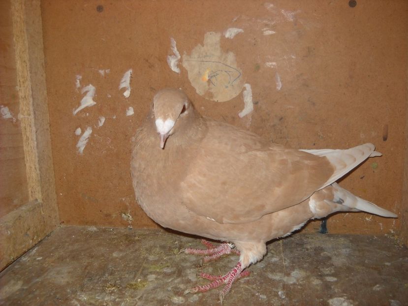  - PORUMBEI VANDUTI 2