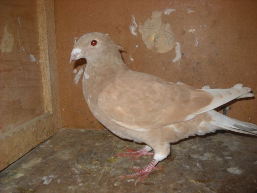  - PORUMBEI VANDUTI 2