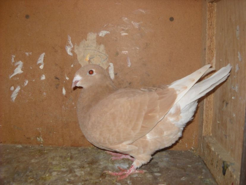  - PORUMBEI VANDUTI 2