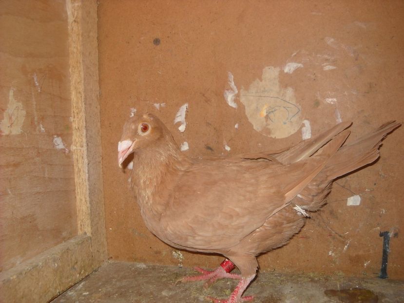  - PORUMBEI VANDUTI 2