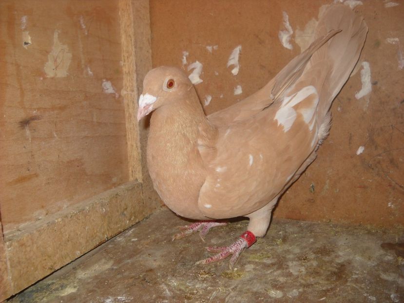  - PORUMBEI VANDUTI 2