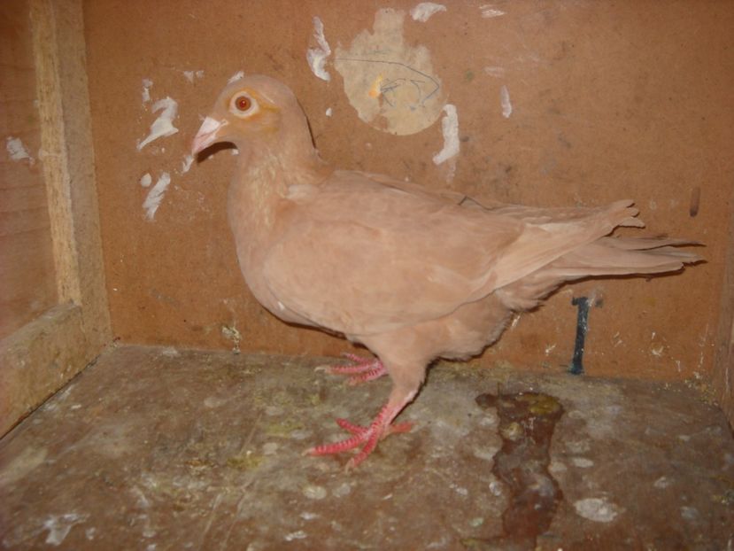  - PORUMBEI VANDUTI 2