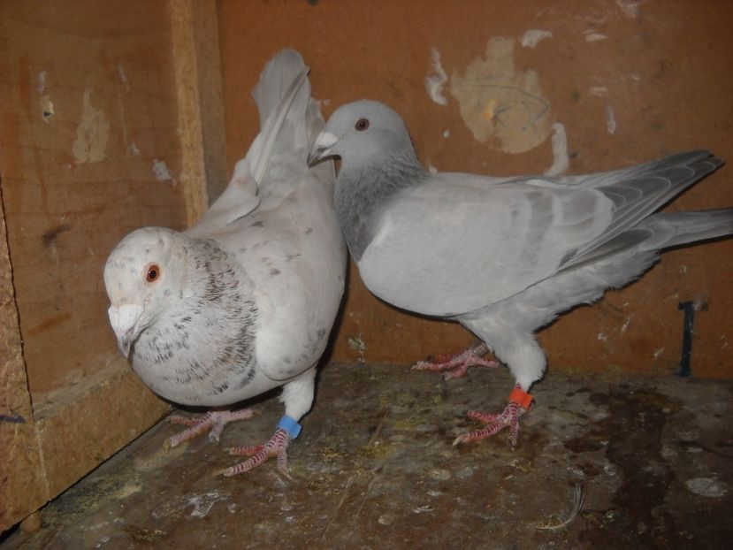  - UNDEVA IN SUCEAVA arhiva