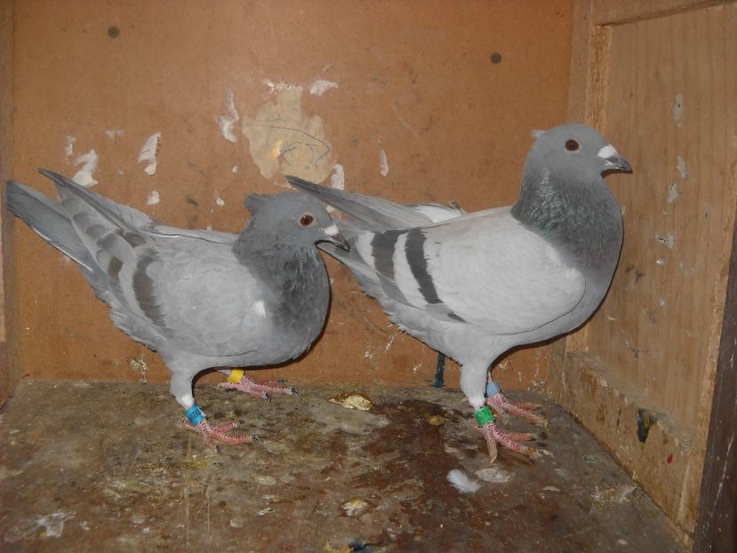  - UNDEVA IN SUCEAVA arhiva