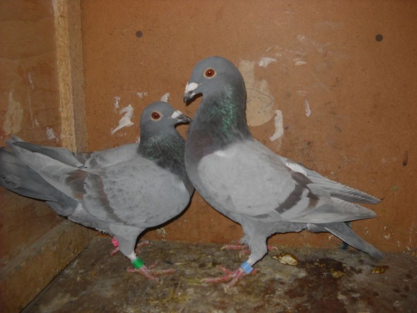  - UNDEVA IN SUCEAVA arhiva